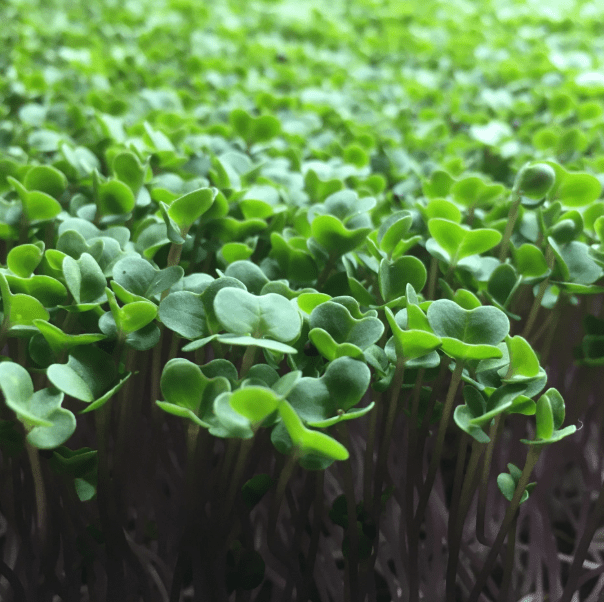 Microgreens i Norge Mikrogrønt 1